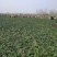 河南陆地精品小菠菜,15-2公分大量上市,无白点,手工好