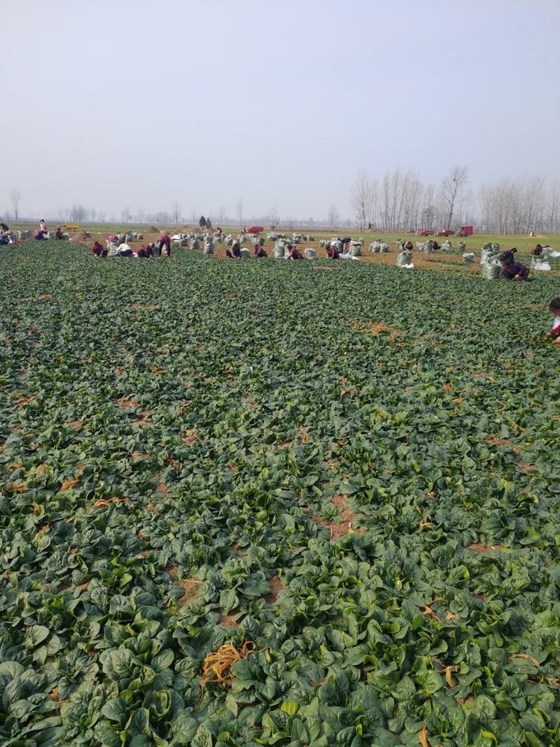 河南陆地精品小菠菜,15-2公分大量上市,无白点,手工好