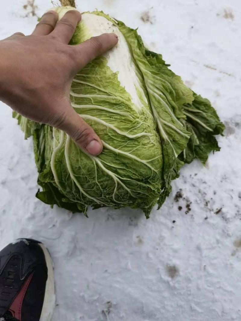 肇东市白菜