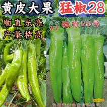 【高品种】萧新猛椒28辣椒种子黄皮牛角椒尖椒种子特大