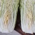 肇东市白菜