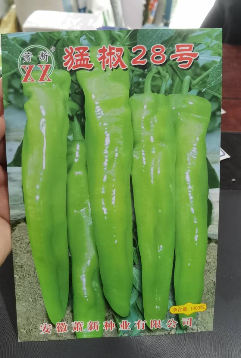 【高品种】萧新猛椒28辣椒种子黄皮牛角椒尖椒种子特大