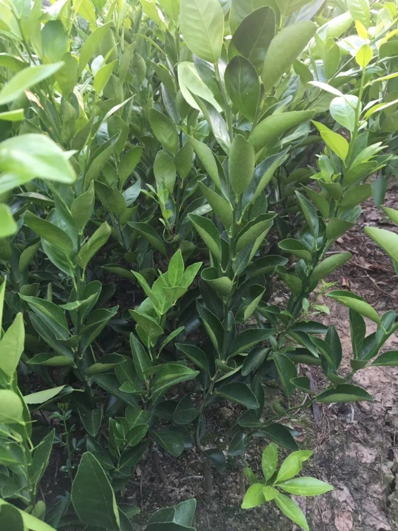【基地直供】皇帝柑苗（又名：贡柑苗）包邮