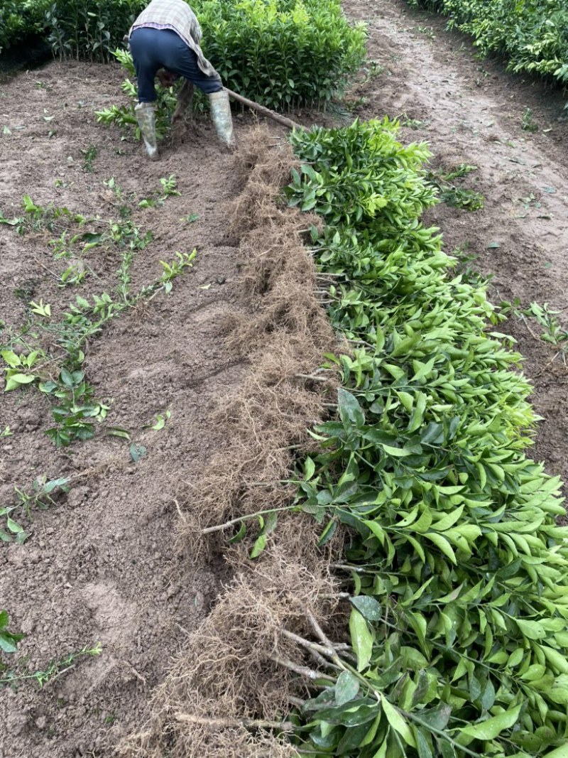 【基地直供】皇帝柑苗（又名：贡柑苗）包邮