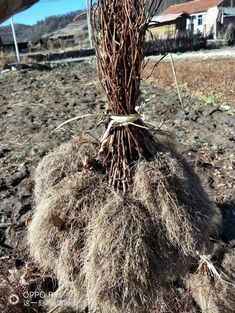 精品五味子苗，建园和占地均可，量大从优，产地直发。