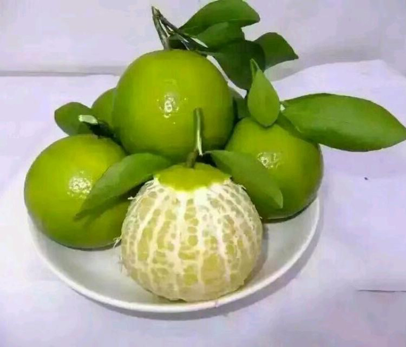 【基地直供】皇帝柑苗（又名：贡柑苗）包邮