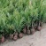70公分蜀桧价格蜀桧基地批发60公分-70公分蜀桧量大