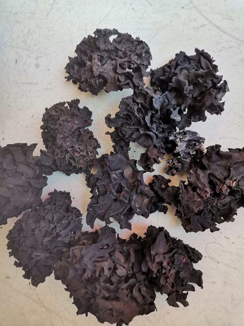 血耳《神农架血耳》