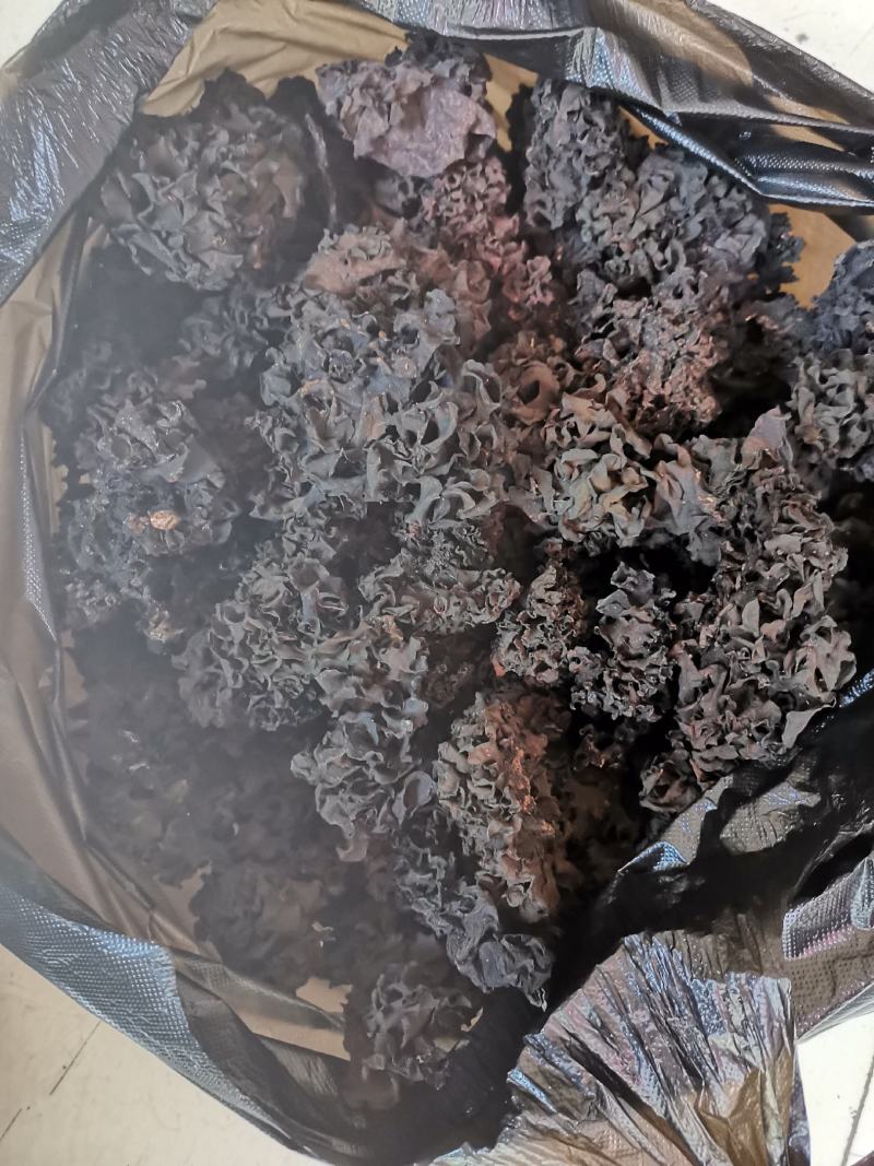 血耳《神农架血耳》