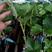吉林茉莉香葡萄苗建园占地均可芽苞饱满量大从优