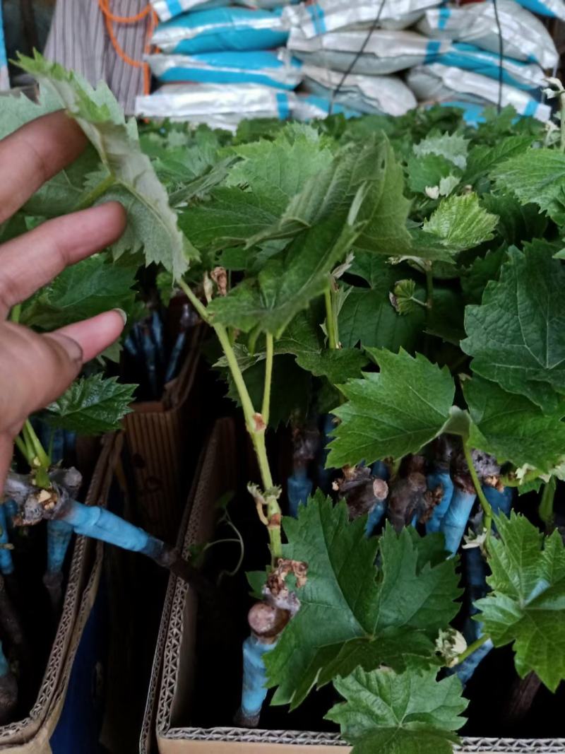 吉林茉莉香葡萄苗建园占地均可芽苞饱满量大从优