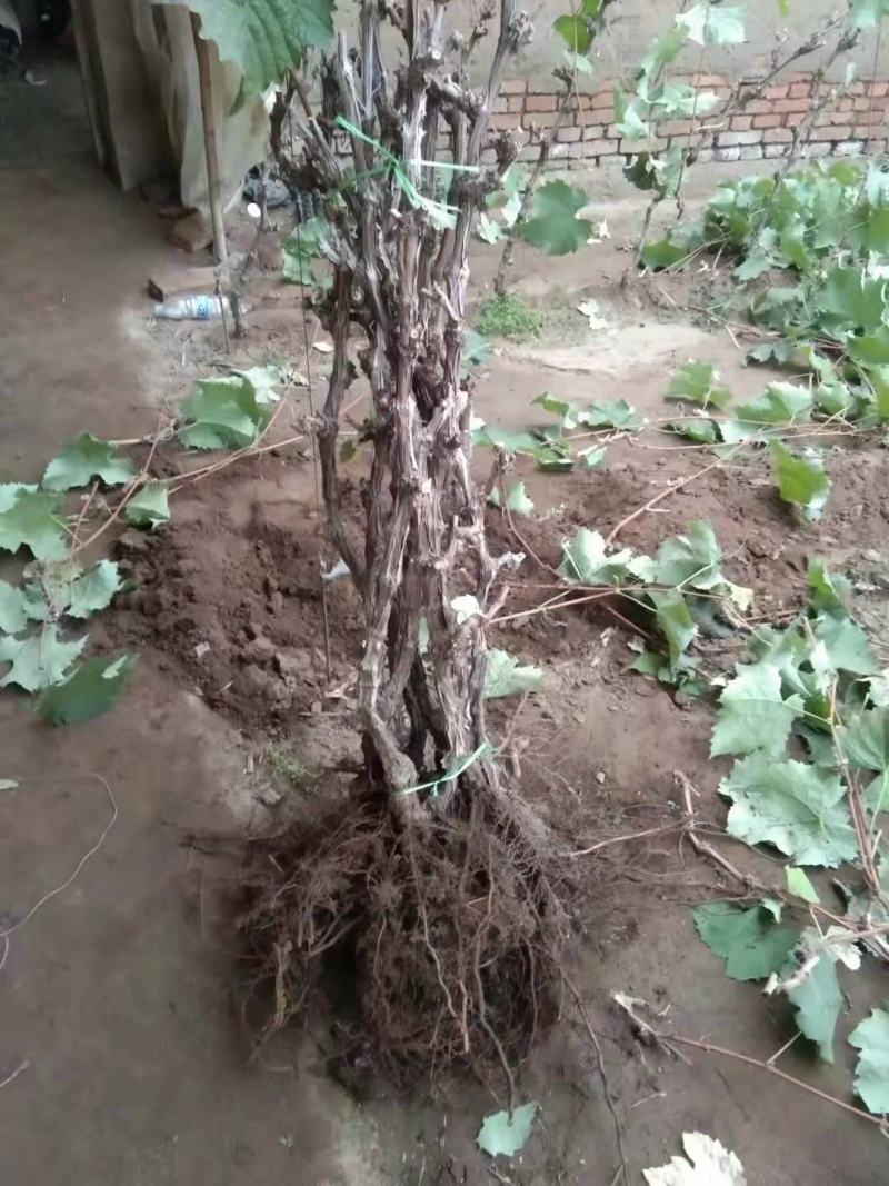 吉林茉莉香葡萄苗建园占地均可芽苞饱满量大从优