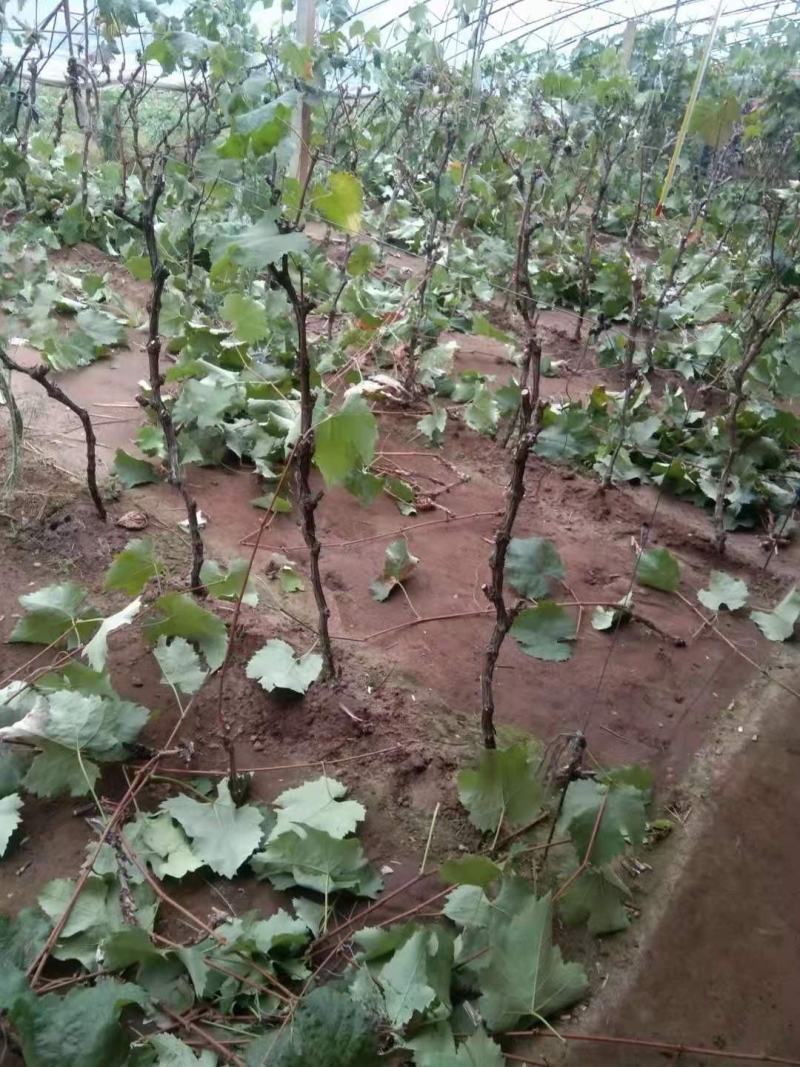 吉林茉莉香葡萄苗建园占地均可芽苞饱满量大从优