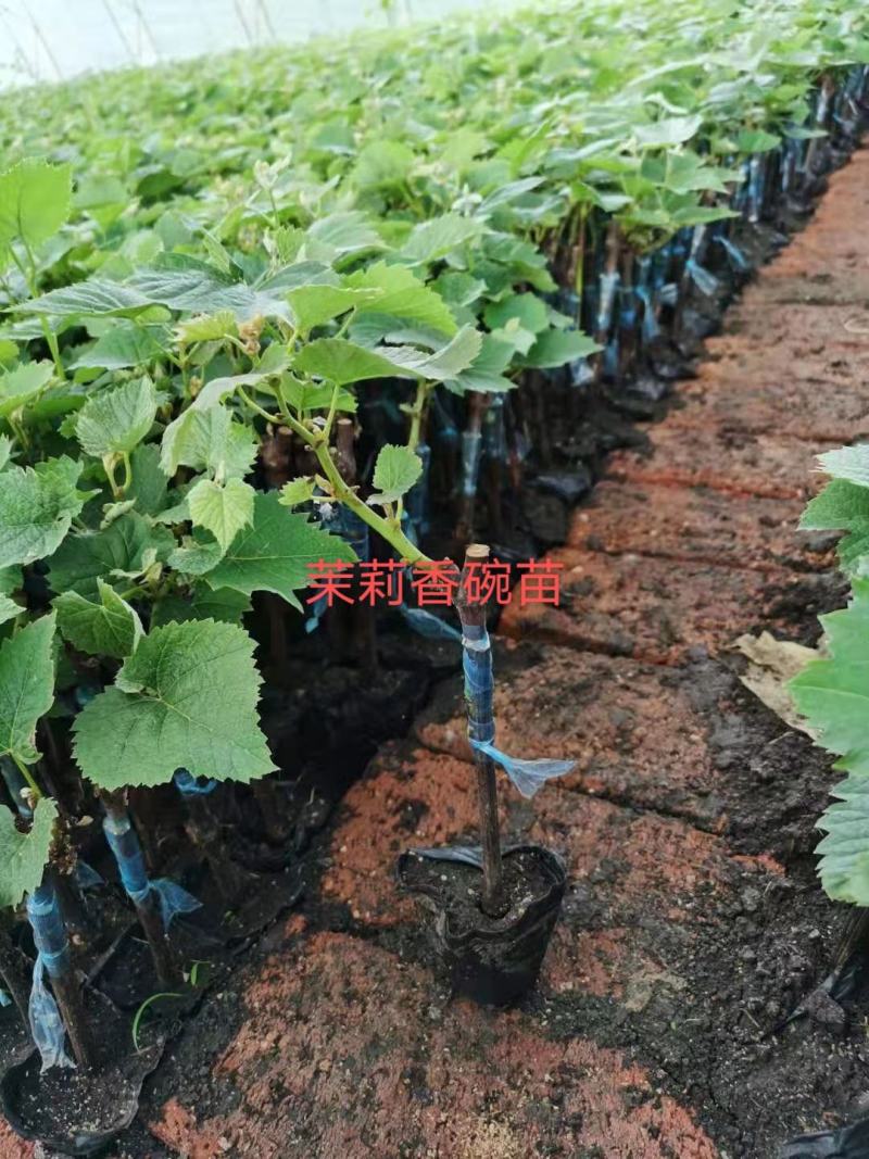 吉林茉莉香葡萄苗建园占地均可芽苞饱满量大从优