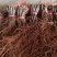 吉林茉莉香葡萄苗建园占地均可芽苞饱满量大从优