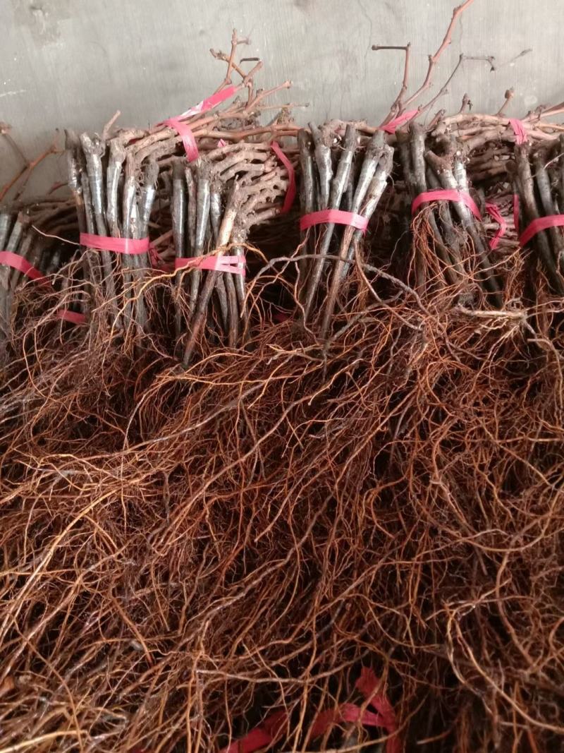 吉林茉莉香葡萄苗建园占地均可芽苞饱满量大从优