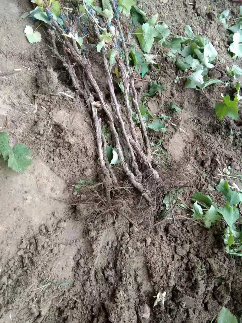 吉林茉莉香葡萄苗建园占地均可芽苞饱满量大从优
