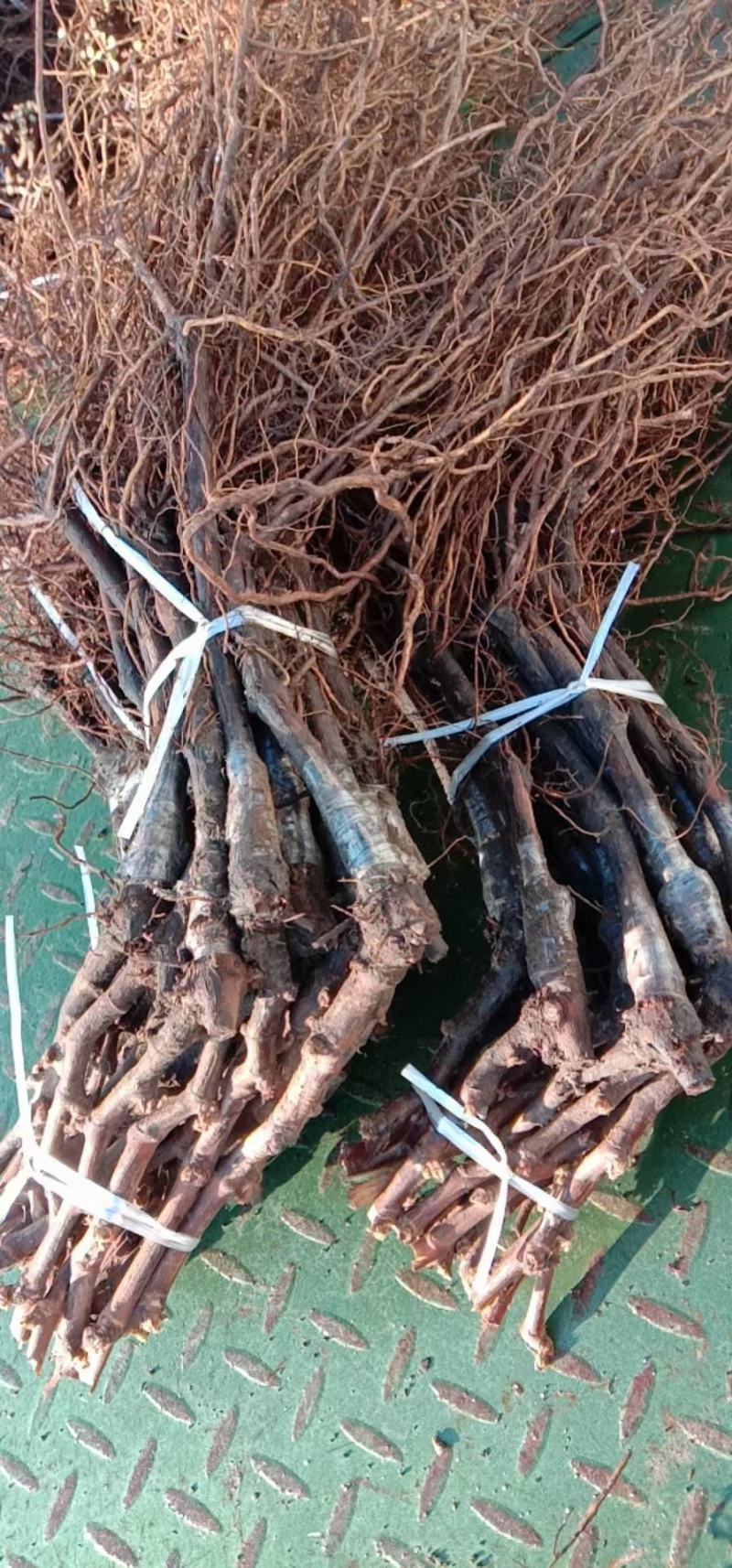 吉林茉莉香葡萄苗建园占地均可芽苞饱满量大从优