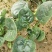 越冬菠菜（爬地菠菜）,无白点无死叶,手工干净,专业工人