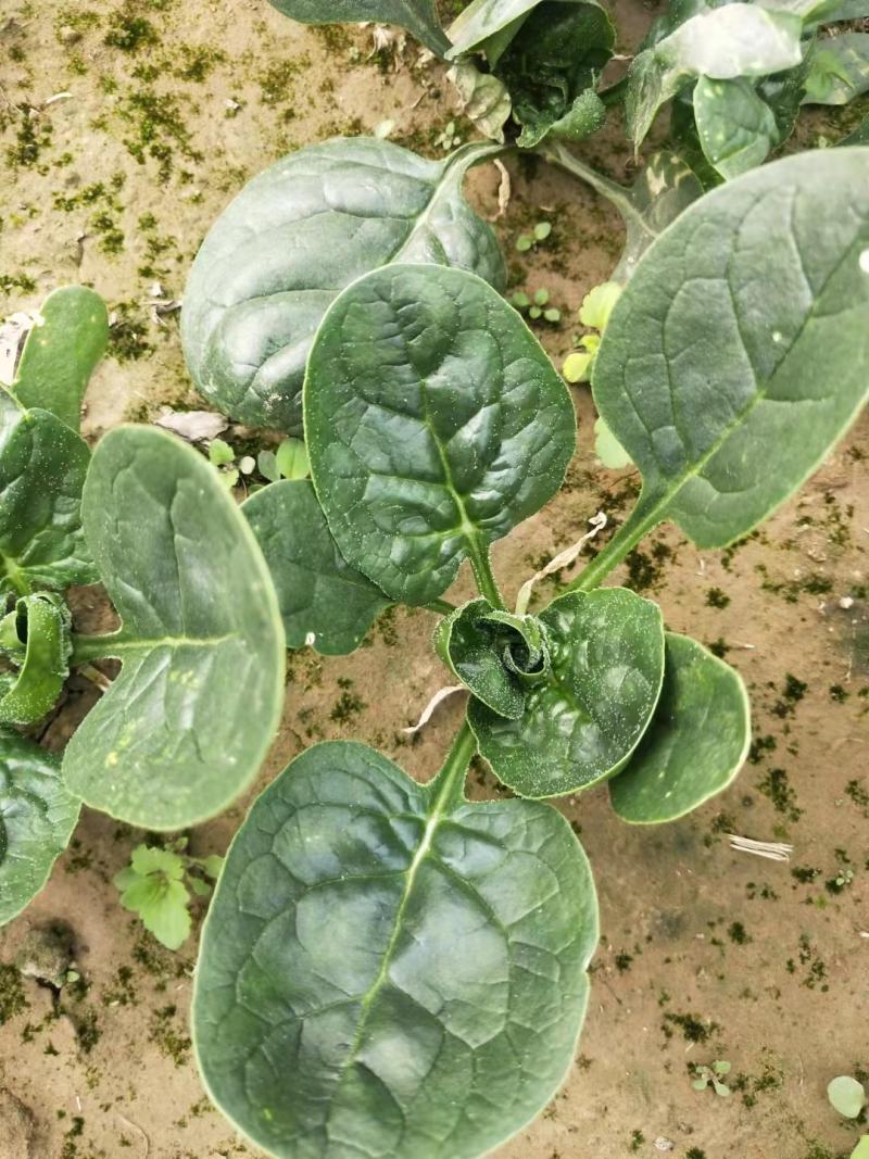 越冬菠菜（爬地菠菜）,无白点无死叶,手工干净,专业工人