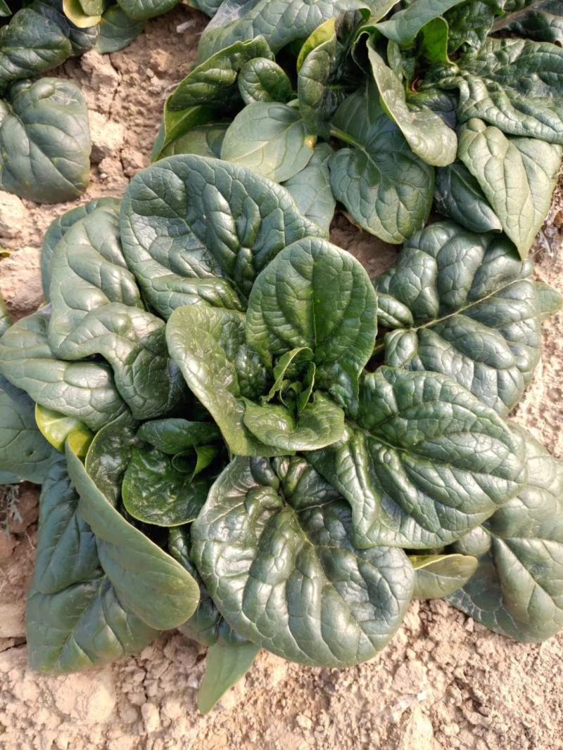 越冬菠菜（爬地菠菜）,无白点无死叶,手工干净,专业工人