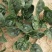 越冬菠菜（爬地菠菜）,无白点无死叶,手工干净,专业工人