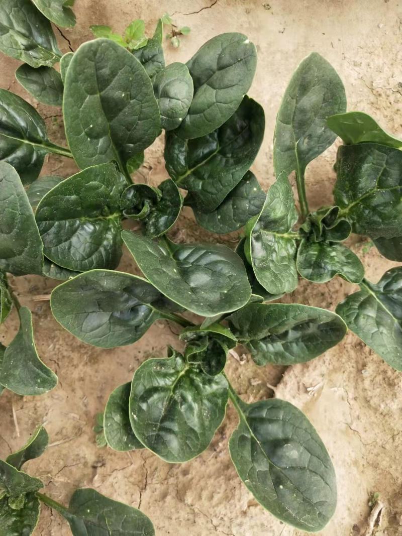 越冬菠菜（爬地菠菜）,无白点无死叶,手工干净,专业工人