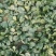 越冬菠菜（爬地菠菜）,无白点无死叶,手工干净,专业工人