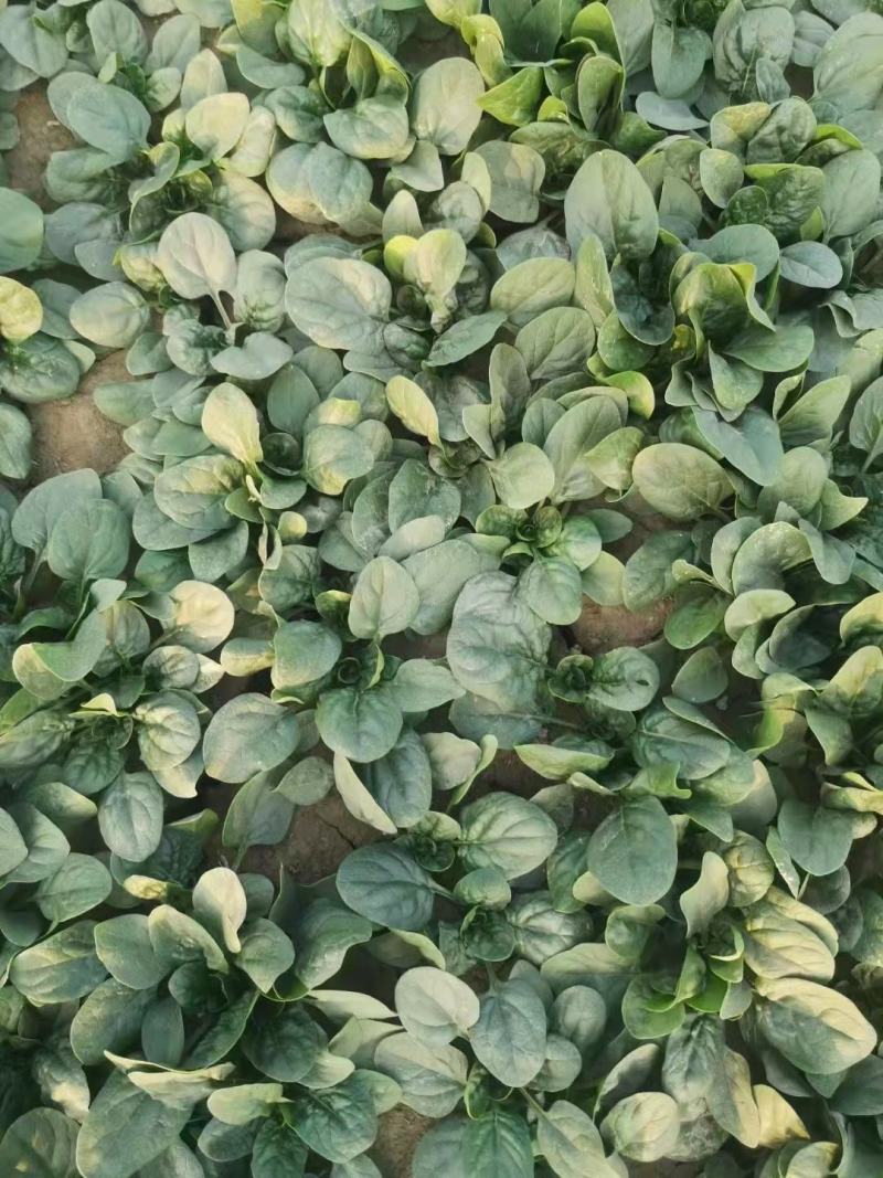 越冬菠菜（爬地菠菜）,无白点无死叶,手工干净,专业工人