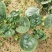 越冬菠菜（爬地菠菜）,无白点无死叶,手工干净,专业工人