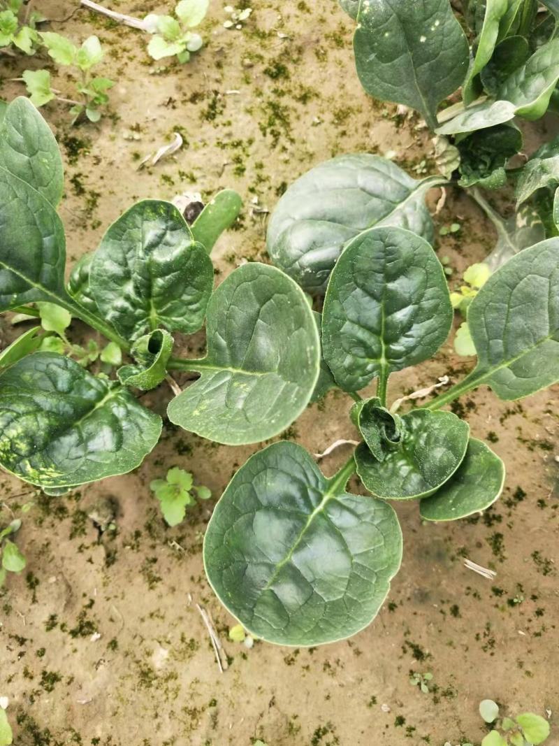 越冬菠菜（爬地菠菜）,无白点无死叶,手工干净,专业工人