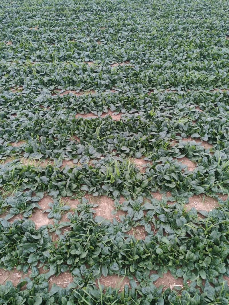 越冬菠菜（爬地菠菜）,无白点无死叶,手工干净,专业工人