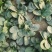 越冬菠菜（爬地菠菜）,无白点无死叶,手工干净,专业工人