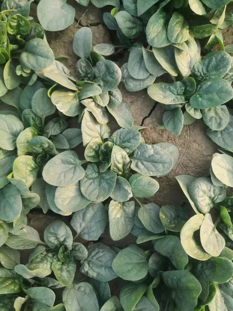 越冬菠菜（爬地菠菜）,无白点无死叶,手工干净,专业工人
