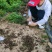 40公分塔柏价格50公分塔柏基地到1米均有货出售四季常青