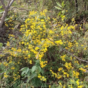 菊花《神农架菊花茶》