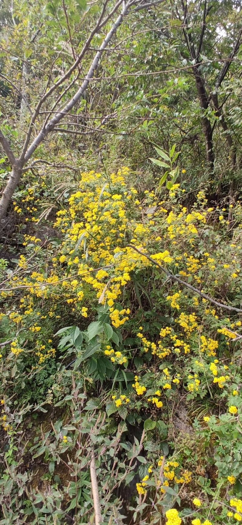 菊花《神农架菊花茶》