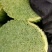 广东韭菜花常年大量上市。基地直发。量大从优，