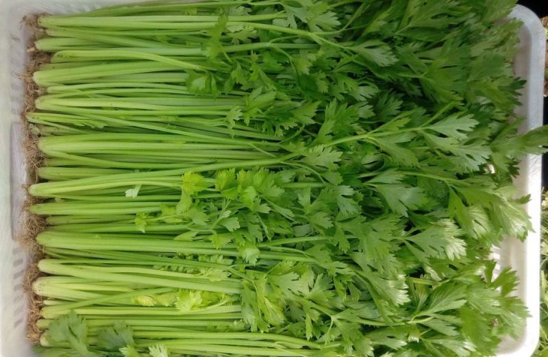 精品西芹万亩大棚蔬菜基地直供粗细均匀颜色翠亮诚信代办代发