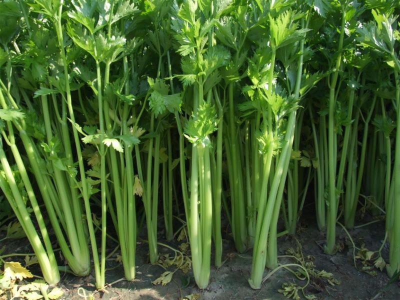 精品西芹万亩大棚蔬菜基地直供粗细均匀颜色翠亮诚信代办代发