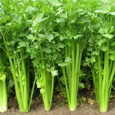 精品西芹万亩大棚蔬菜基地直供粗细均匀颜色翠亮诚信代办代发