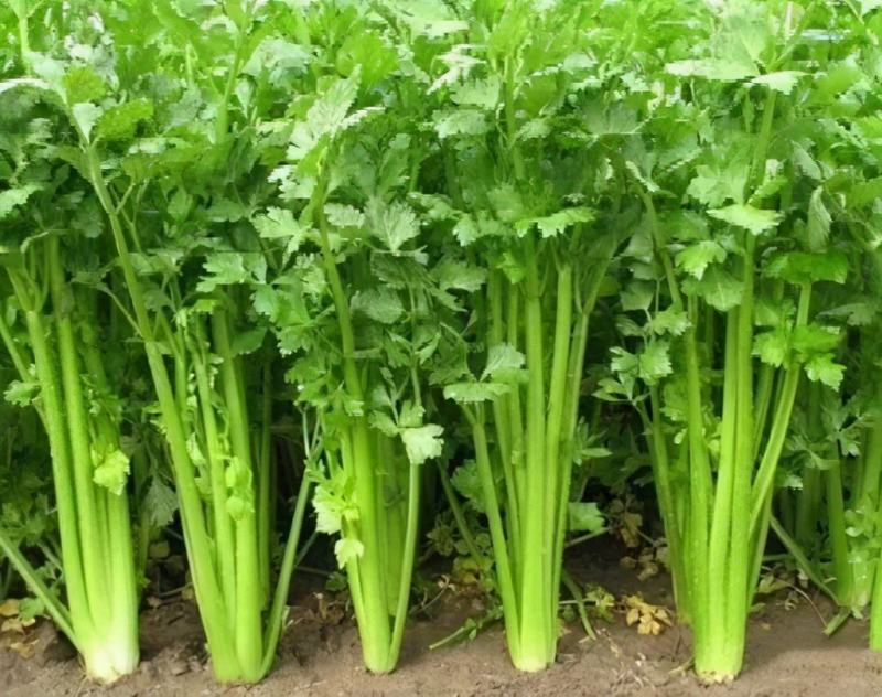 精品西芹万亩大棚蔬菜基地直供粗细均匀颜色翠亮诚信代办代发