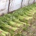 精品西芹万亩大棚蔬菜基地直供粗细均匀颜色翠亮诚信代办代发