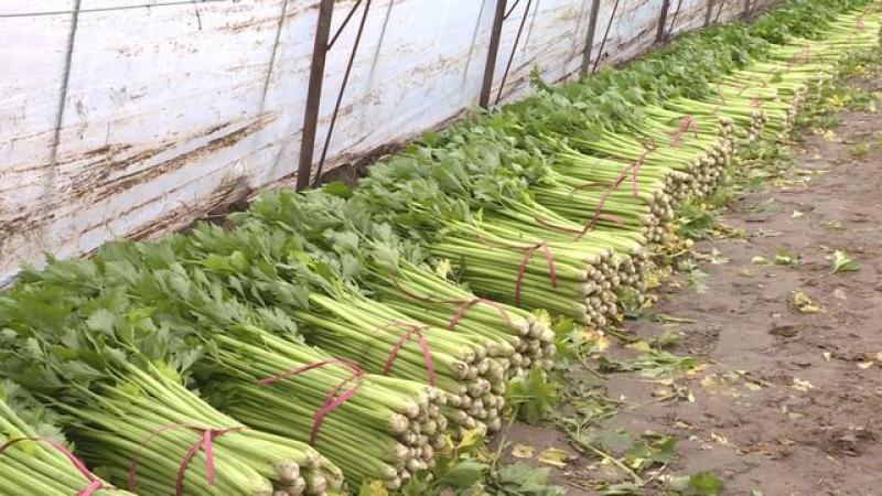 精品西芹万亩大棚蔬菜基地直供粗细均匀颜色翠亮诚信代办代发