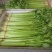 精品西芹万亩大棚蔬菜基地直供粗细均匀颜色翠亮诚信代办代发