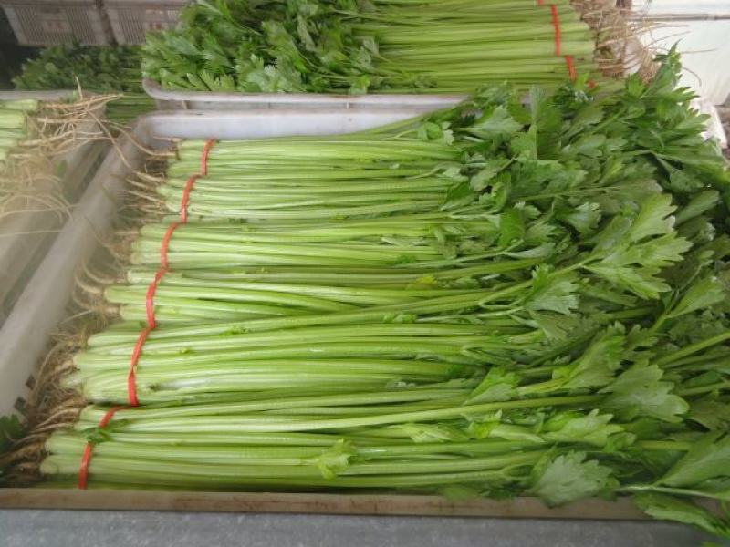 精品西芹万亩大棚蔬菜基地直供粗细均匀颜色翠亮诚信代办代发