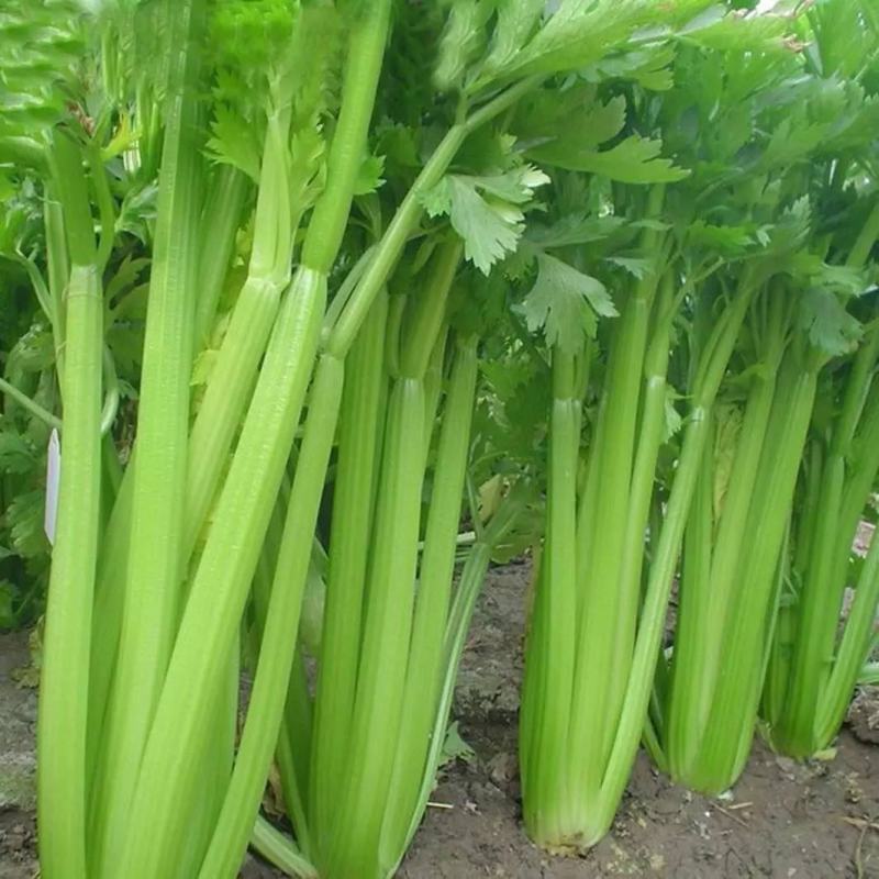 精品西芹万亩大棚蔬菜基地直供粗细均匀颜色翠亮诚信代办代发
