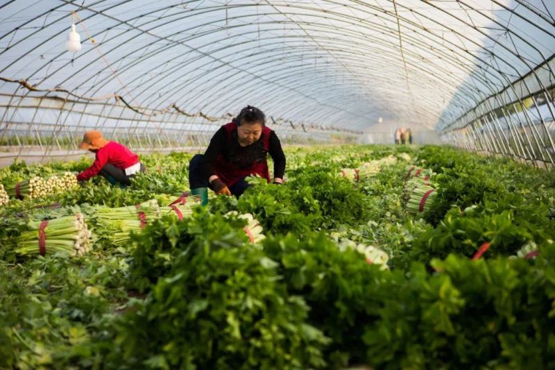 精品西芹万亩大棚蔬菜基地直供粗细均匀颜色翠亮诚信代办代发