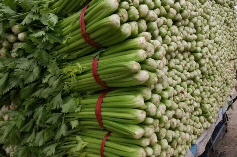 精品西芹万亩大棚蔬菜基地直供粗细均匀颜色翠亮诚信代办代发