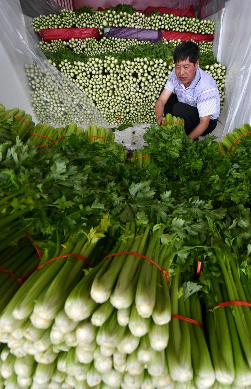 精品西芹万亩大棚蔬菜基地直供粗细均匀颜色翠亮诚信代办代发